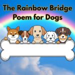 The Rainbow Bridge Poem for Dogs illustrated title card featuring cartoon dogs of different breeds sitting on a bone-shaped cloud bridge beneath a colorful rainbow against a blue sky with flowers